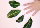 Biodiversity Conservation and Environmental Challenges